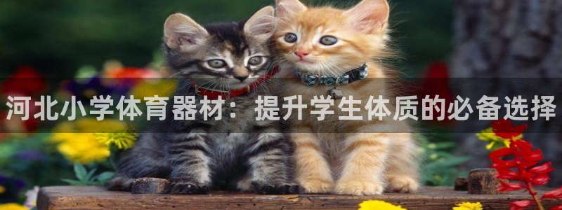 欧陆娱乐登录地址在哪里：河北小学体育器材：提升学生体质的必备